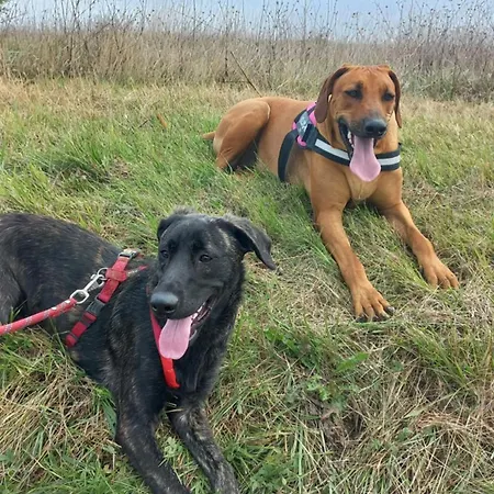 Tatil Evi Aux Couleurs De La Terre D'oc *